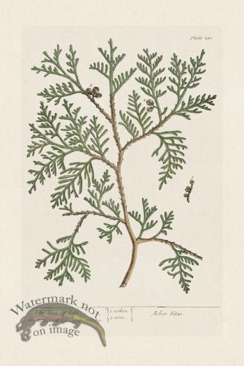 BEE 210 The Tree of Life